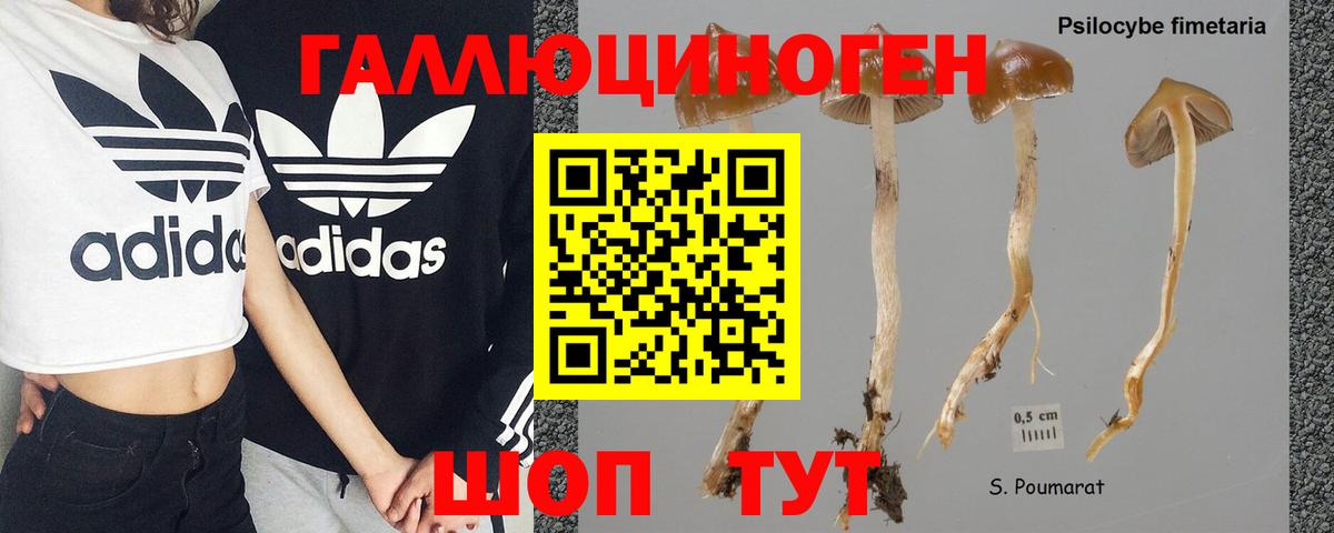 Псилоцибиновые грибы Psilocybe Советская Гавань